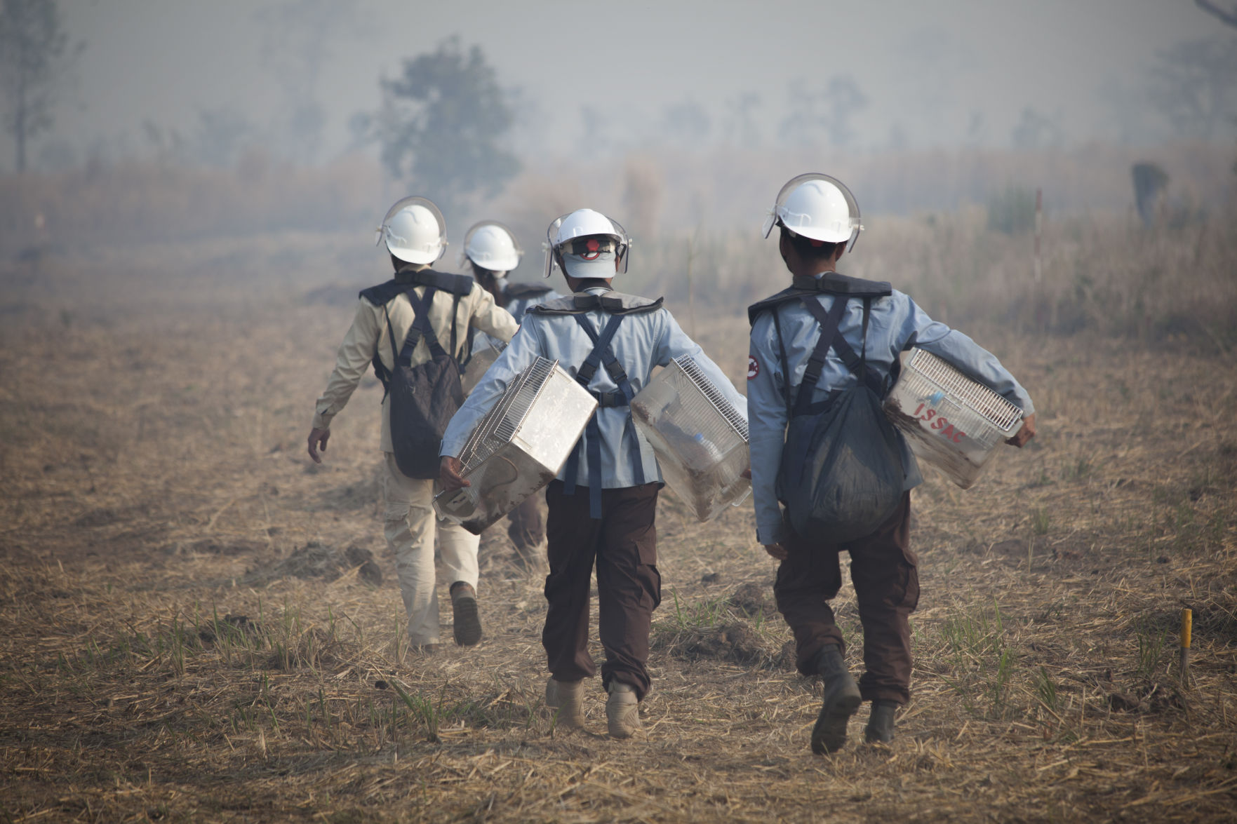 rats-IMG_3538 deminers walking in the field from the back.jpg